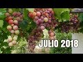 TOUR COMPLETO - Abundancia en el bosque de alimentos | CLIMA MEDITERRANEO