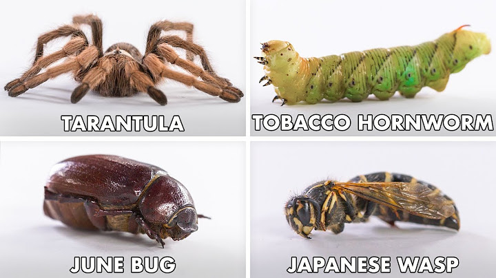 How To Eat Every Insect | Method Mastery | Epicurious