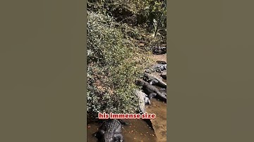 Top 5 largest Crocodiles caught