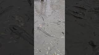 Download Lagu Amazing Muddy Water Village Fishing Video During Dry Season MP3