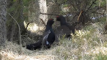 Capercaillie lek in Transylvania