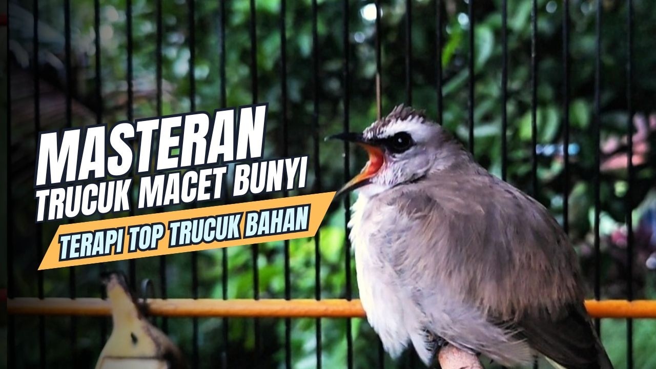 TRUCUKAN GACOR TARUNG ROPEL PANJANG Pancingan trucukan Agar Bunyi Jadikan Burung Trucuk Gacor Nyaut