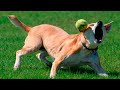 Funny cats and dogs video #13 😂