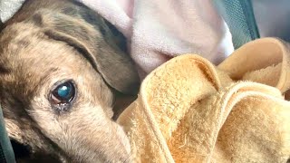 具合の悪い老犬に寄り添ってくれる猫。A cat that cuddles with an old dog who is not feeling well. by Deko Jazz 37,551 views 3 months ago 8 minutes, 8 seconds