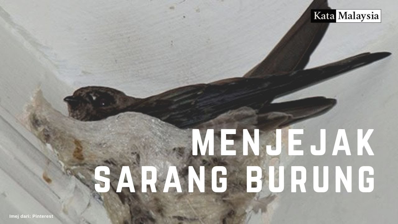 Menjejak Sarang Burung 