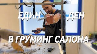 видео: Летни прически... за кучета😜 от  картинка: Летни прически... за кучета😜 от