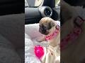 The day we picked up Loulou’s little SISTER! 🐶🎀 #pug #puppy #dog