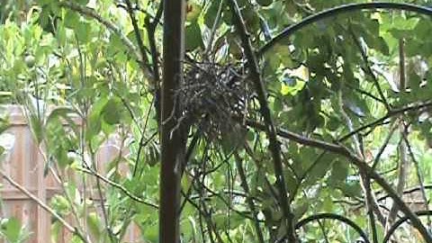 Mockingbird Nest Building May 2010.mp4