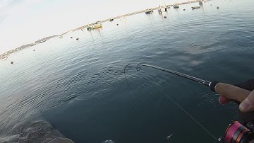 LRF Devon - Jumbo Mackerel and a New Species!
