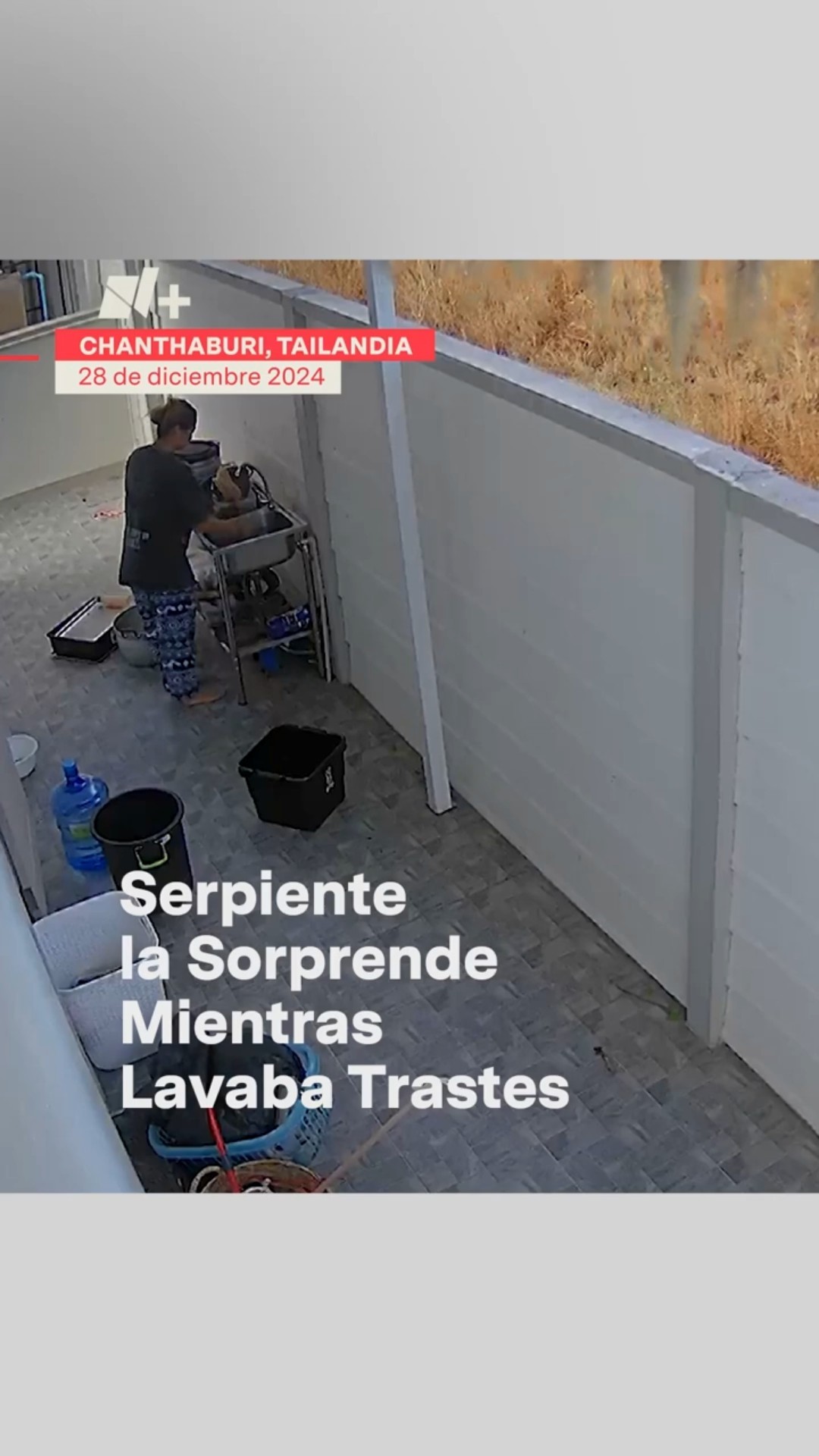 Serpiente la sorprende mientras lavaba trastes #nmas #shorts #tailandia