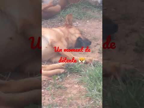 Video: Doggie Détente