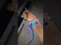 20260527 Night walk 1 야간 산책 - 따야 Ddaya🥰#왕크왕귀 #진도믹스 #황구 #시고르자브 #댕댕이 #힐링 #위로 #펫로스 #7080 #무반주노래