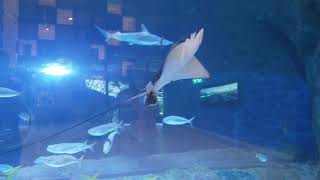 Dubai Aquarium and Underwater Zoo # shorts