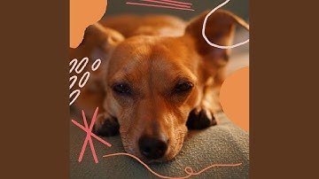 Pulsating Backdrops for Happy Puppies