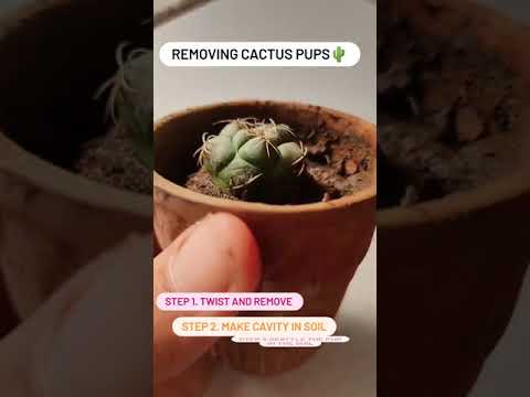 how to remove cactus pups ?