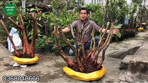 GL.phôi sim rừng bệ đẹp rễ nhiều.Hoa bạn và tôi