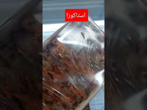 اكسبلور اكلتك  استاكوزا جاهزة