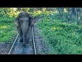 Elephant attacks Passenger Train