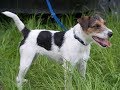Parson Russell Terrier / Raza de Perro
