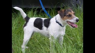 Parson Russell Terrier / Raza de Perro