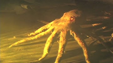 Attacking Octopus, this octopus jumps out at you to scare you.