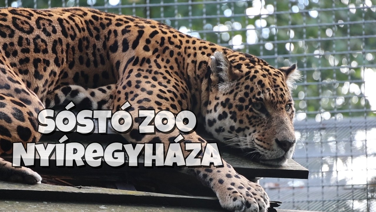 Nyíregyházi Állatkert: lenyűgöző állatok testközelből 2025 szeptember
