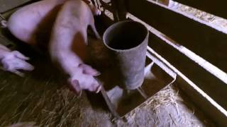 бункерна кормушка для свиней сама надійни проста і дешева