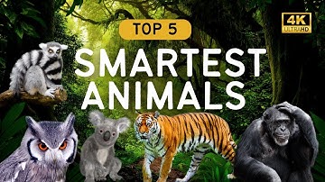 5 Genius Animals With Unbelievable Memory Skills