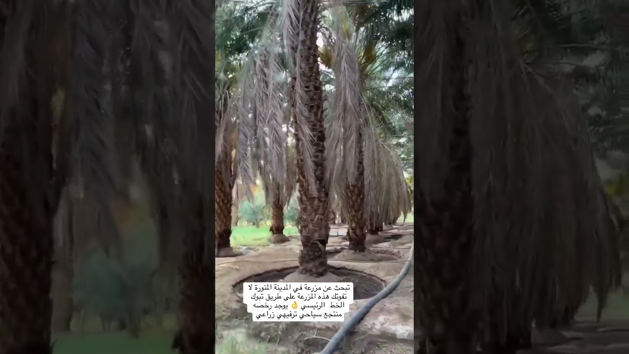 مزرعه للبيع في المدينه المنورة على طريق تبوك  مساحه 30000م 700 نخله منتجه من اجود انواع النخيل