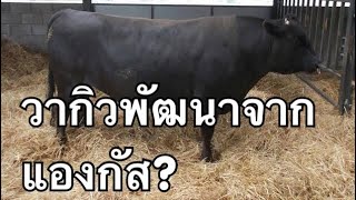 EP20-โควากิว โคที่ไม่ได้พัฒนาจากโคญี่ปุ่นอย่างเดียวแต่นิยมเลี้ยงทั่วโลก