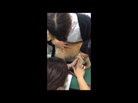 動物の保定をやってみよう！ケアーン･テリア｜動物専門学校 トリマー 動物看護師 アクアリウム 動物のお仕事