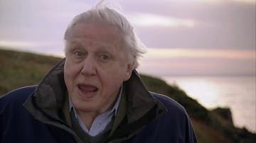 Cambrian Explosion - First Life with David Attenborough
