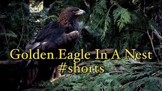 Golden Eagle In A Nest #shorts