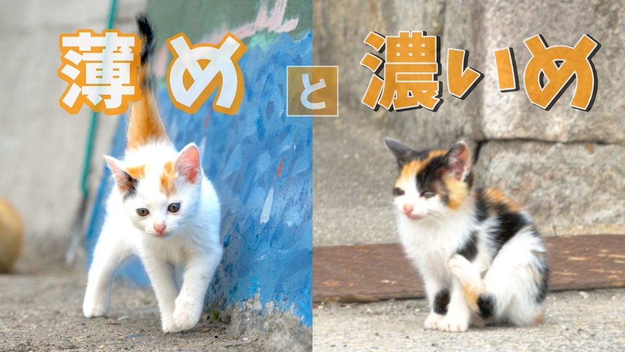 激カワ三毛猫姉妹の穏やかな日常◦Japanese Cats◦小さくてかわいい