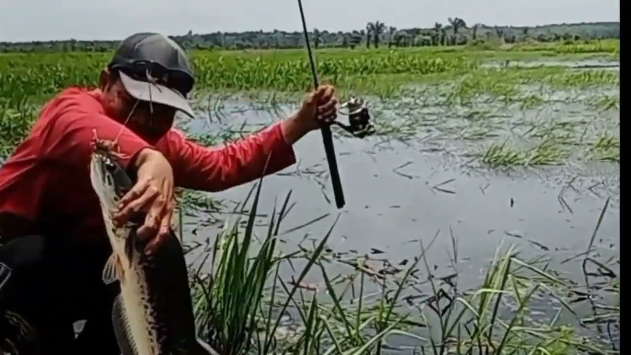 tanpa leader umpan katak jackpot Toman.. #OkeSegituSaja