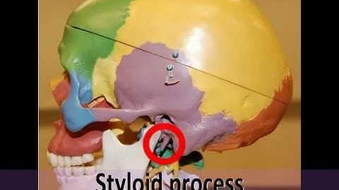 Bones of the Skull Part 1