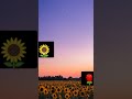 CAMPOS DE FLORES