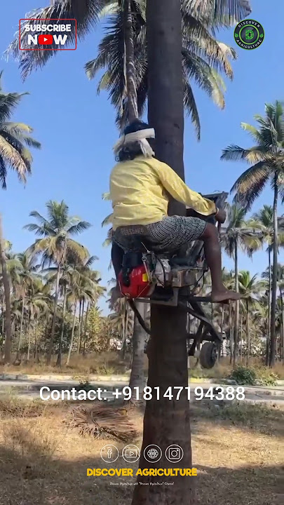 Amazing Coconut Tree Climbing Bike