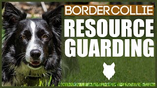 How To Stop Your BORDER COLLIE GUARDING