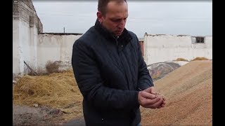 Новосибирские фермеры показали, как гниет непроданное зерно