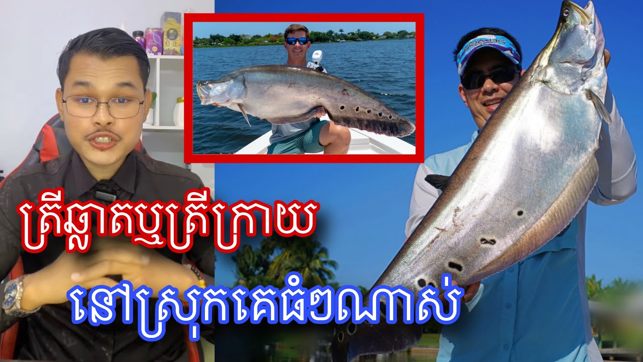 ស្ដាយណាស់ត្រីឆ្លាតនៅអាមេរិកគេមិនសូវញាំទេ l Mr.Veasns