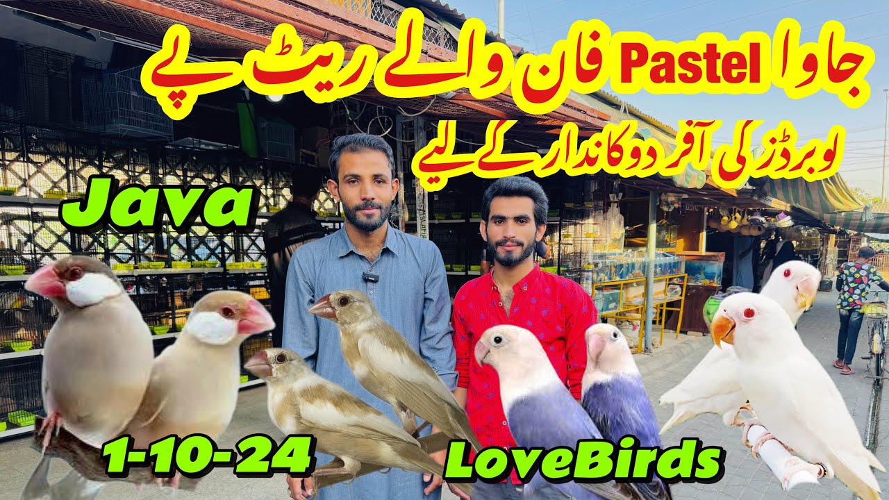 Lovebirds || Pastel Java || Fawn Java Shopkeepers k liye sunehri moqa 👈 ...