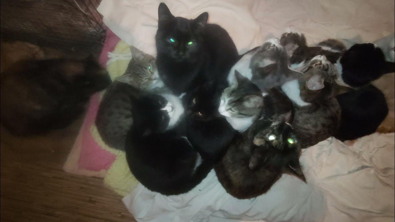 почему котята холодные