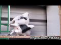 Pigeon mating