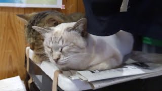 島のフェリー乗り場待合室がありえない位野良猫が普通に寛いでいる。