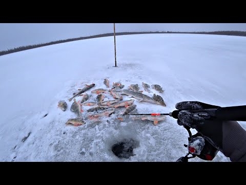 Видео: КЛЁВ ЛУЧШЕ ЧЕМ В ЗАПРЕТКЕ! ТАКОЕ ТОЛЬКО ЗДЕСЬ! Рыбалка по первому льду 2023-24.