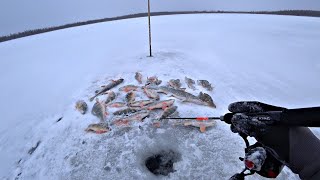 КЛЁВ ЛУЧШЕ ЧЕМ В ЗАПРЕТКЕ! ТАКОЕ ТОЛЬКО ЗДЕСЬ! Рыбалка по первому льду 2023-24.