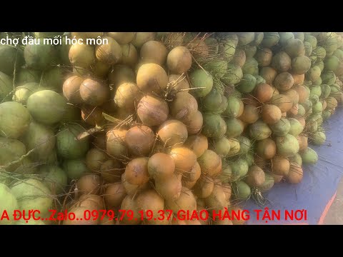 Video 304#CẬP NHẬT GIÁ,DỪA XIÊM,DỪA TA,CHỢ ĐẦU MỐI HÓC... - youtube