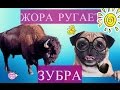 Мопсики| Жора ругает зубра