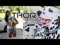 Dalmatian growing up - Thor